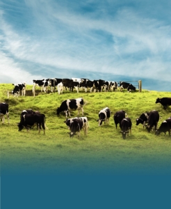 Forage Efficiency 2022 - Landing Page Cows