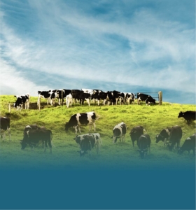 Forage Efficiency 2022 - Landing Page Cows