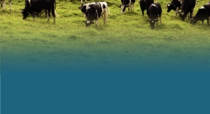 Forage Efficiency 2022 - Landing Page Cows Gradient