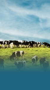 Forage Efficiency 2022 - Landing Page Cows Small