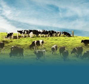 Forage Efficiency 2022 - Landing Page Cows